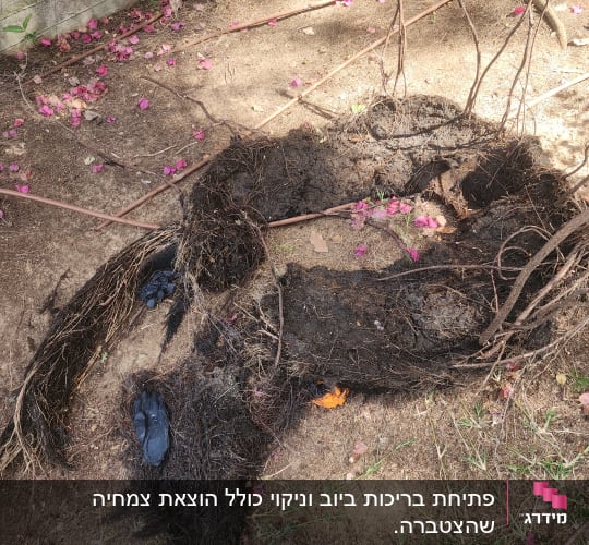 שורשים חשופים על אדמה עם עלים ורודים